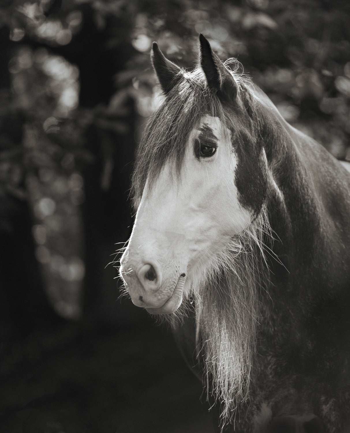 Collectors Edition Wild Hearts Book With Signed Special Edition Print