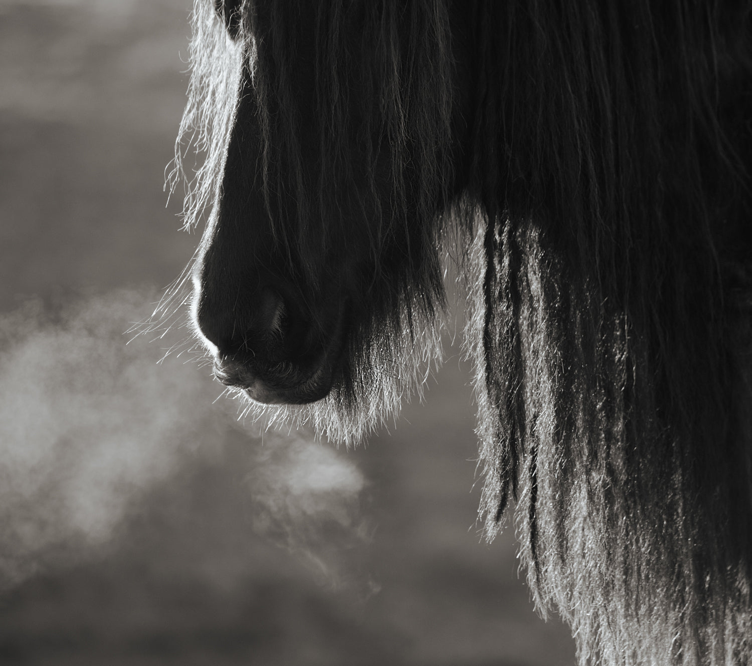 Collectors Edition Wild Hearts Book With Signed Special Edition Print