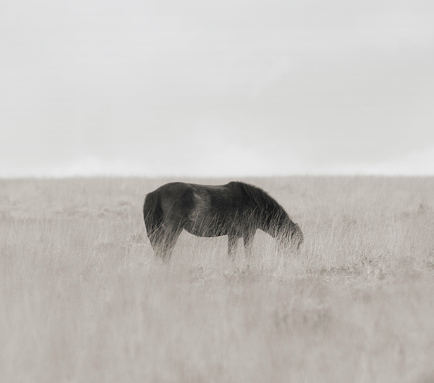 Collectors Edition Wild Hearts Book With Signed Special Edition Print