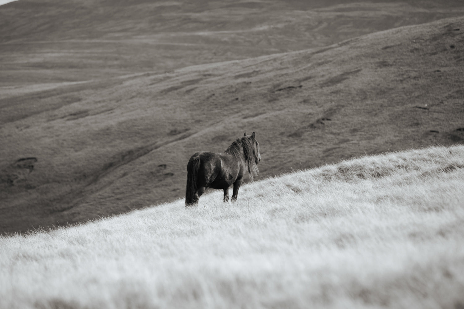 Collectors Edition Wild Hearts Book With Signed Special Edition Print