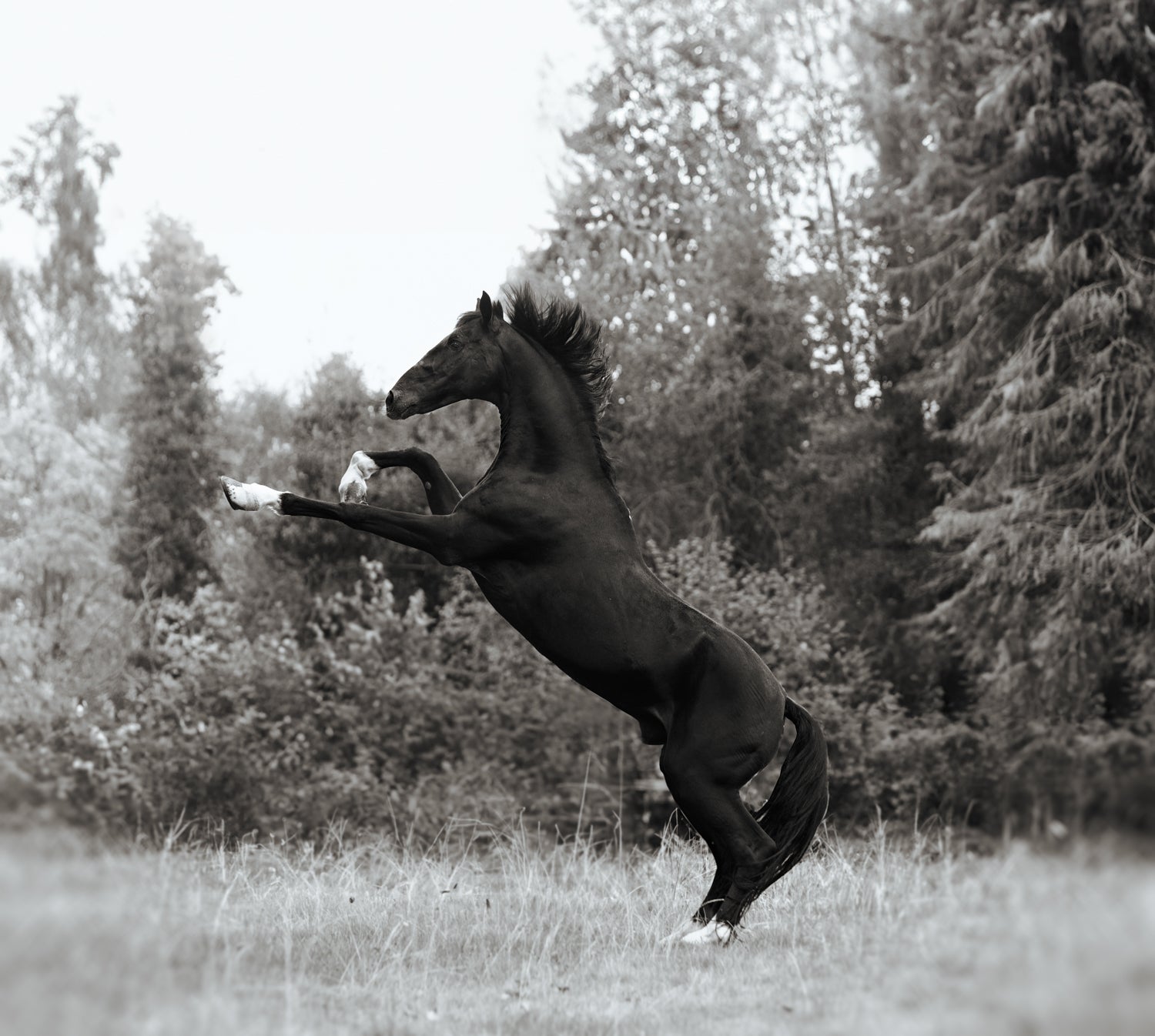 Collectors Edition Wild Hearts Book With Signed Special Edition Print