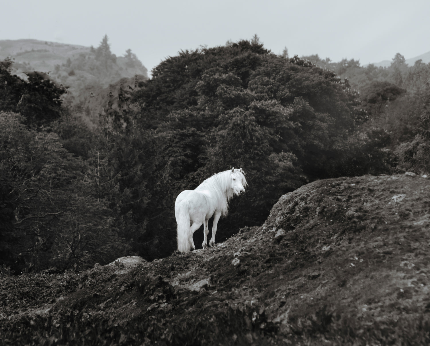 Collectors Edition Wild Hearts Book With Signed Special Edition Print