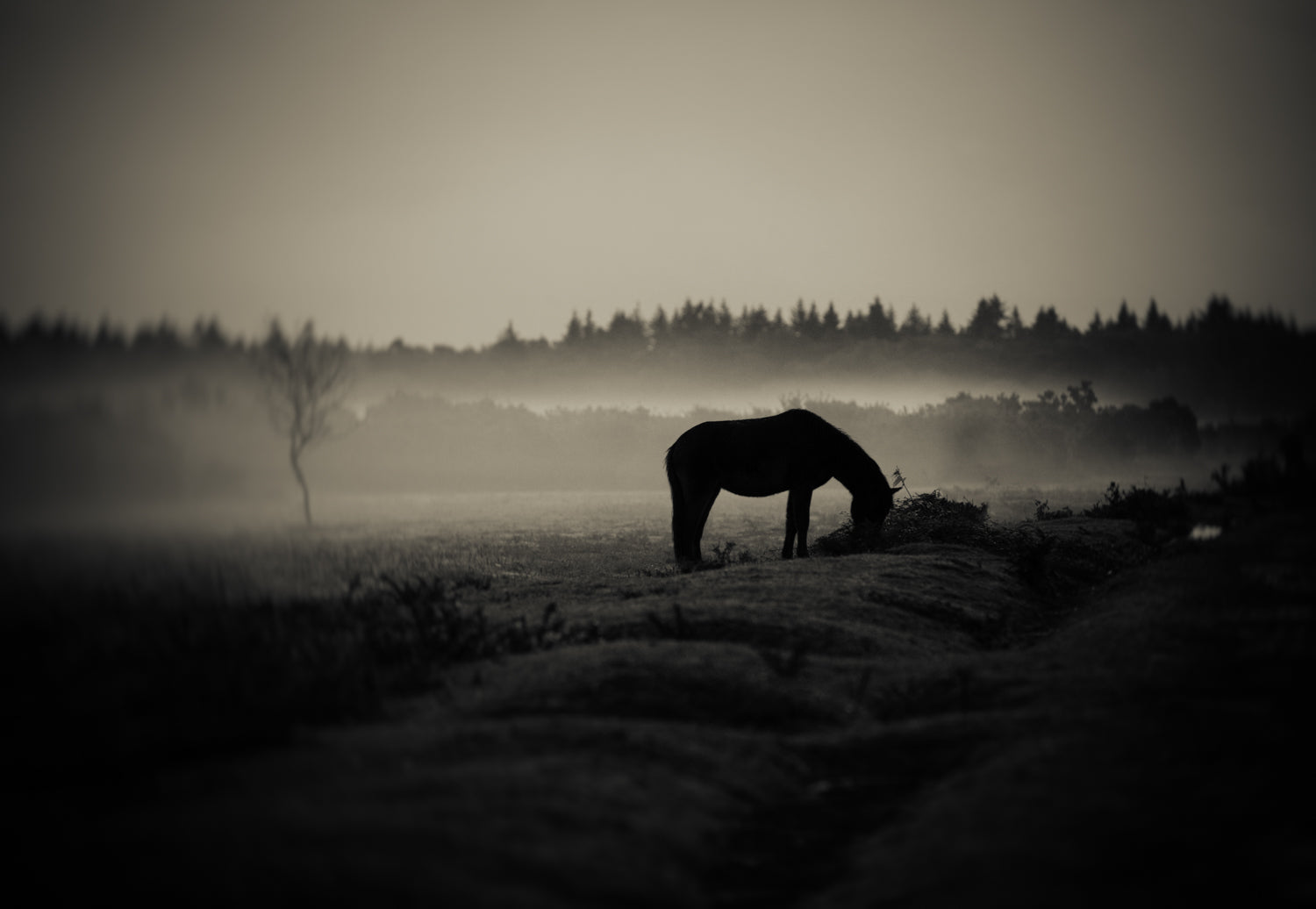 Collectors Edition Wild Hearts Book With Signed Special Edition Print