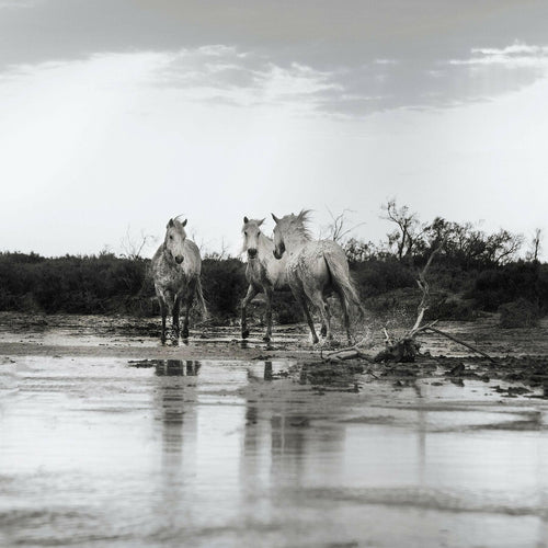 equine_ fine_art_print_Boundless.