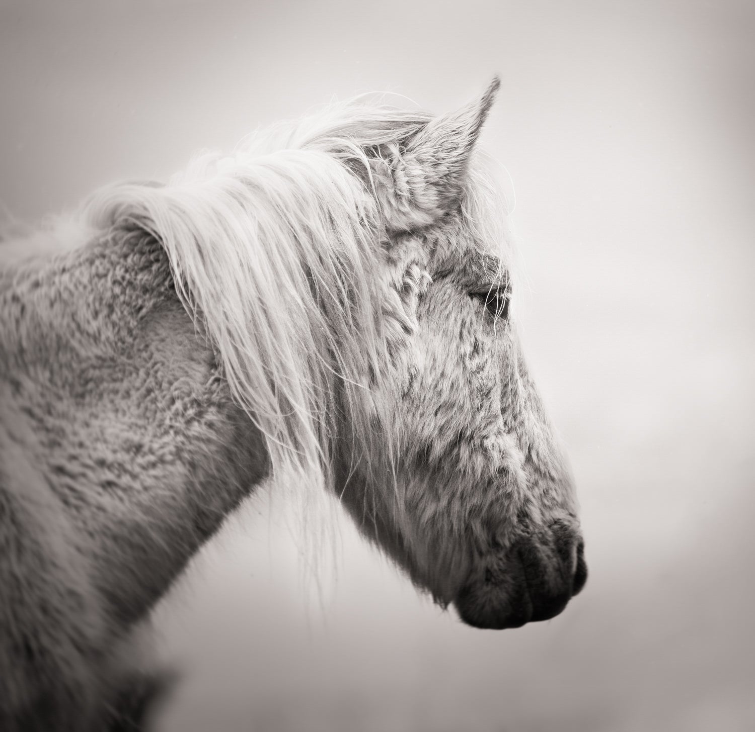 Collectors Edition Wild Hearts Book With Signed Special Edition Print