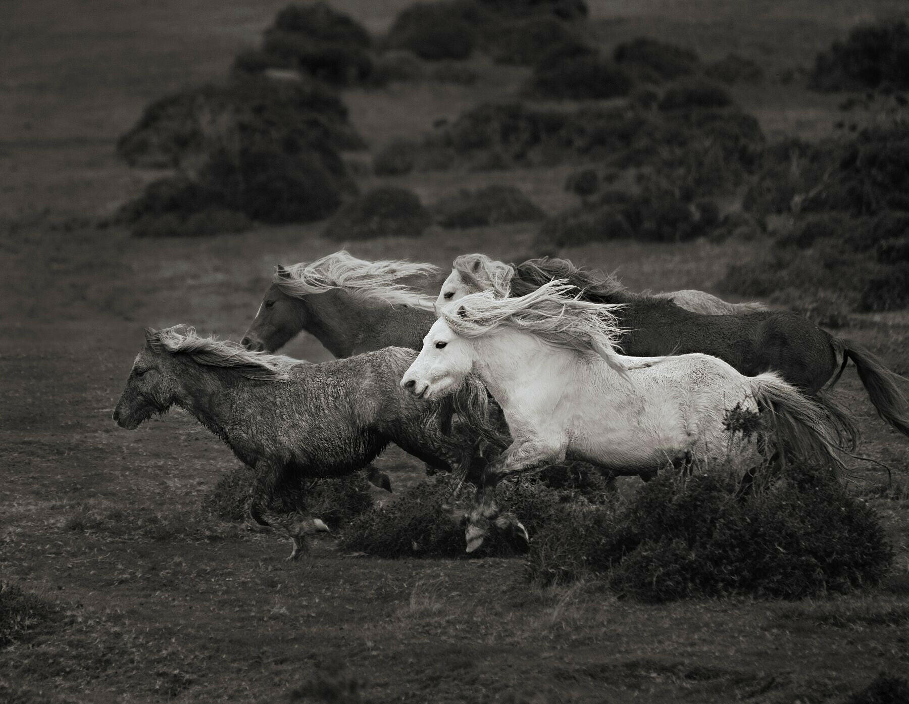 equine_ fine_art_print_Carneddau Ponies -"Mountain Magic".