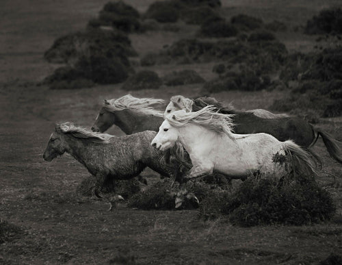 equine_ fine_art_print_Carneddau Ponies -"Mountain Magic".