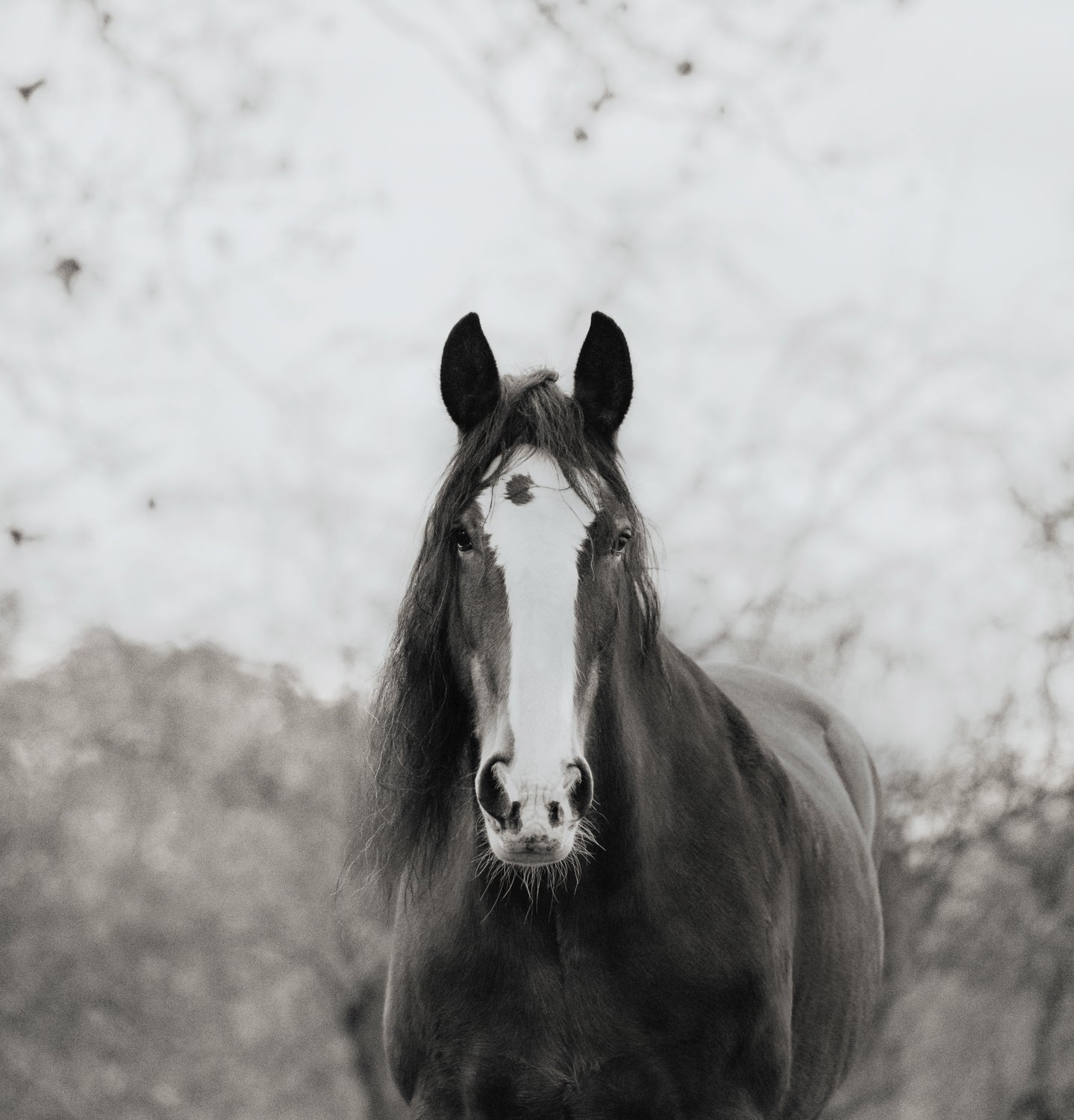 Collectors Edition Wild Hearts Book With Signed Special Edition Print