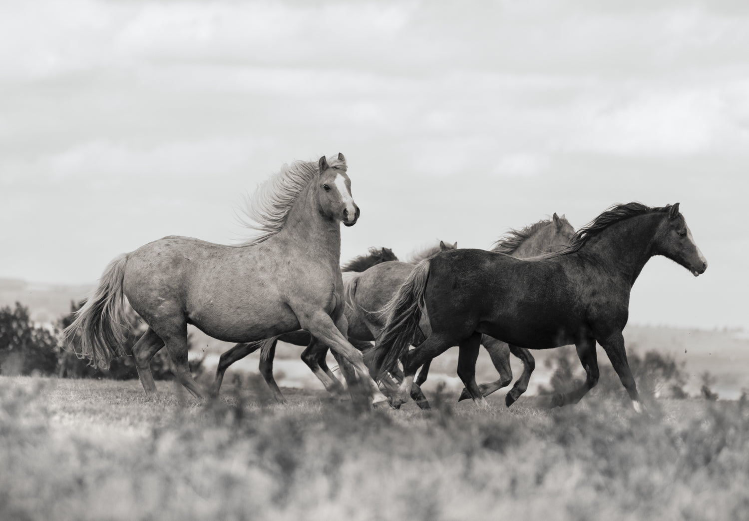 Collectors Edition Wild Hearts Book With Signed Special Edition Print