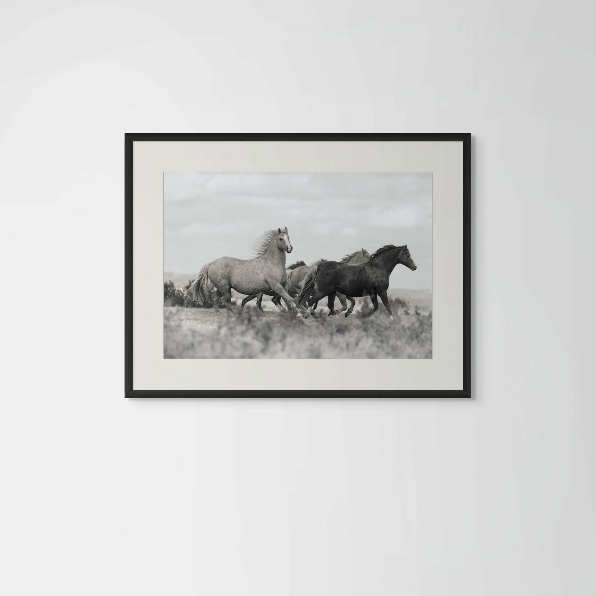 equine_ fine_art_print_Welsh Section B - The Welsh Grace.